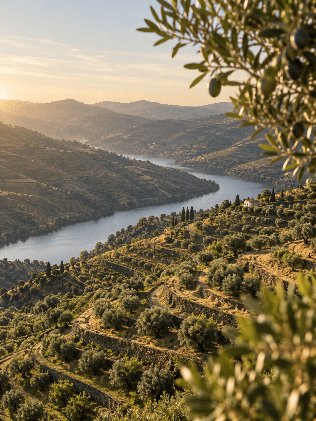 Paisagem do Douro com rio, encostas em socalcos e ramos de oliveira em primeiro plano