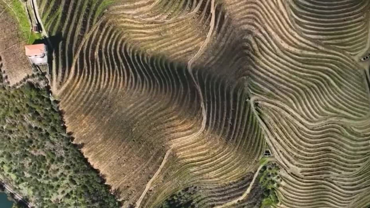 Dia Mundial da Oliveira celebrado com cerca de 100 atividades em 27 concelhos portugueses