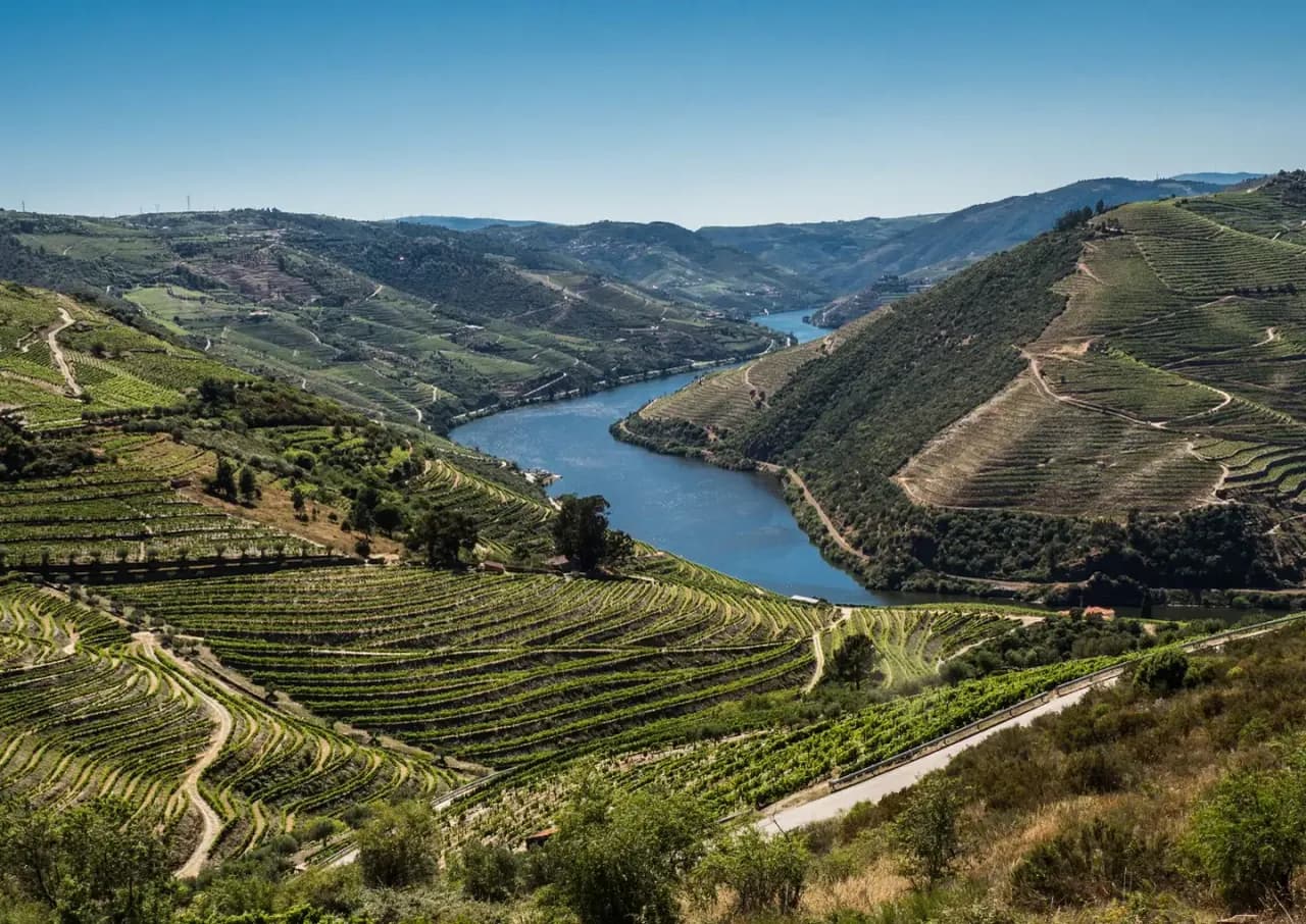 Rio Douro entre encostas e socalcos, com oliveiras em primeiro plano