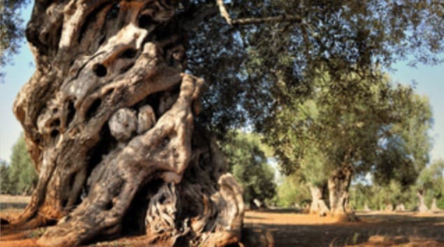 Olivoturismo na região Centro de Portugal