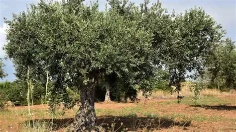 Oliveira de tronco antigo e copa larga num olival
