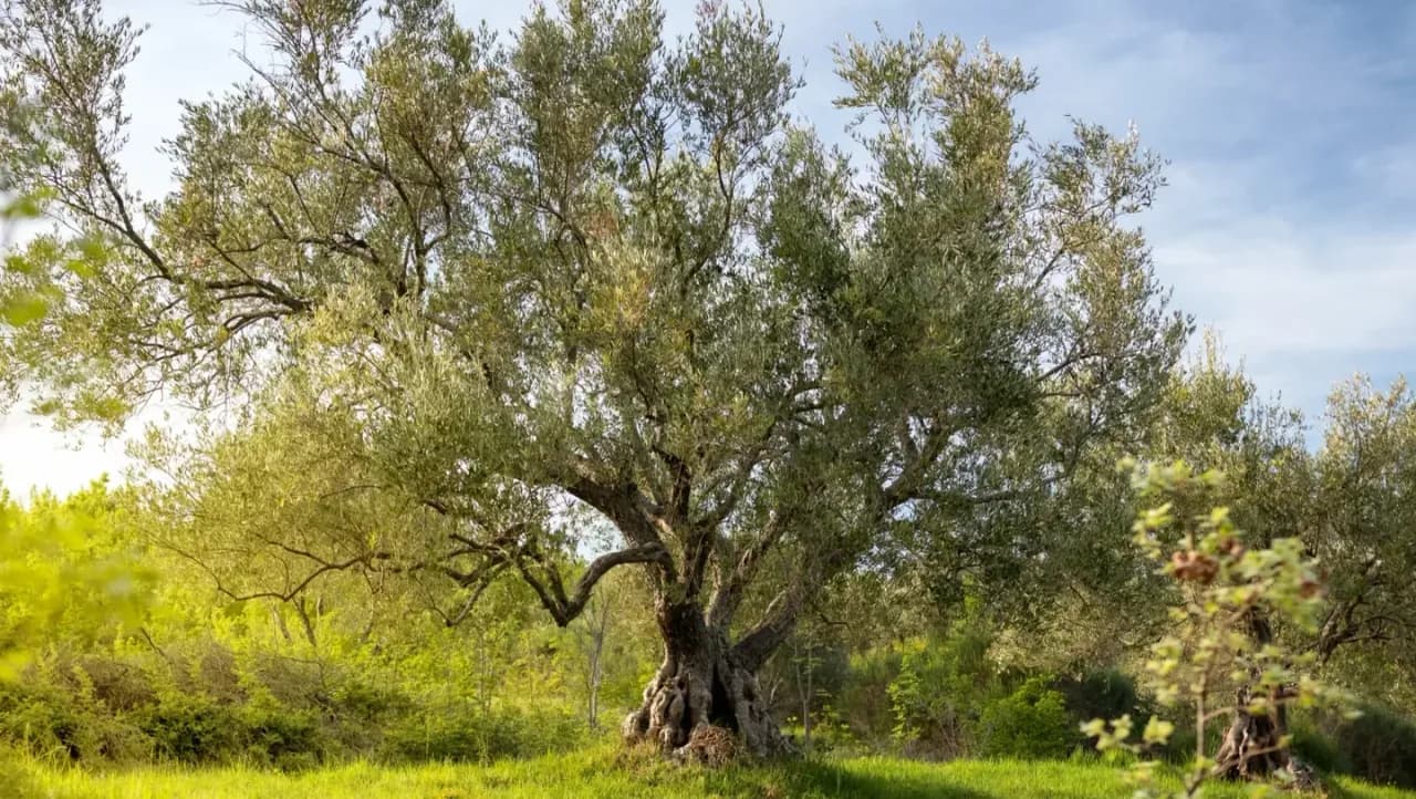 Porto de Mós celebra o Dia Mundial da Oliveira com várias iniciativas