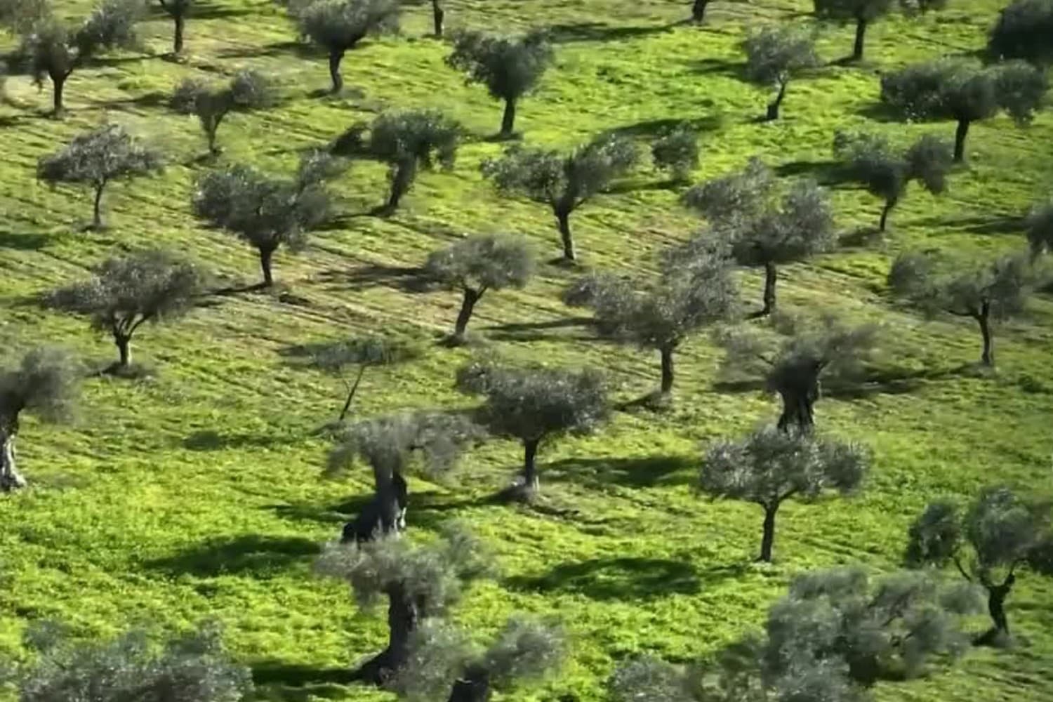 Olival em encosta, com as oliveiras a cobrir o vale