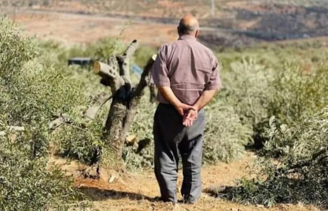 Palestina Livre Caldas marca o Dia Mundial da Oliveira com filme e tertúlia